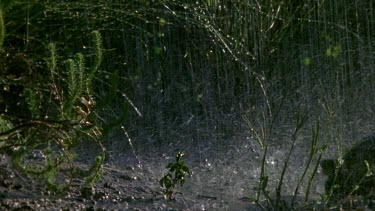 Angulate tortoise walks in rain