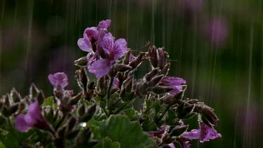 Rain falls on pink flowers