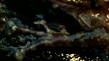 tilt from sucker like toes to protruding eyes of Table Mountain Ghost Frog