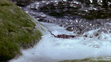 Red grasshopper pulls itself out of bubbling stream