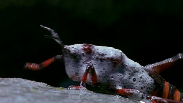 Red grasshopper pulls itself out of bubbling stream