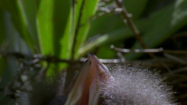 Sugarbird chicks with wide open mouths, calling for food.