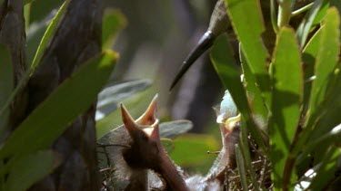 Parent feeding sugarbird chicks regurgitated food