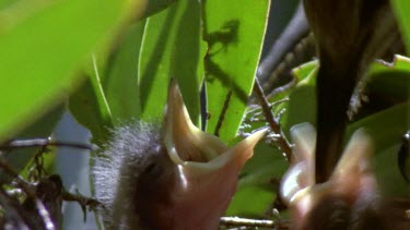 Parent feeding sugarbird chicks regurgitated food