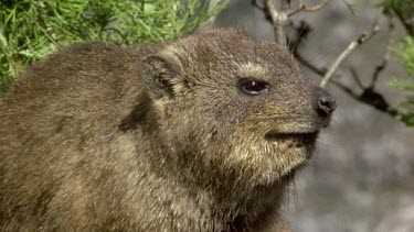 Rock Hyrax babies fight over mother's nipple.