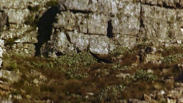 Black eagle soaring along cliff face