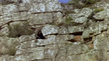 Black eagle soaring along cliff face