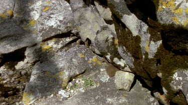 HA. Shadow of Black Eagle swoops over Rock Hyrx who hide under rocky ledge.