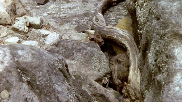 Rock Hyrax emerges from rocky hiding spot