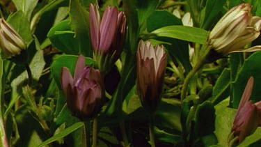 Cape Daisies opening