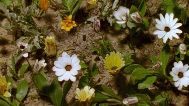 Cape Daisies opening