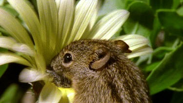 Striped mouse feeds from yellow Cape daisy