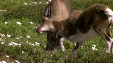 Young bontebok play fight, practice rutting