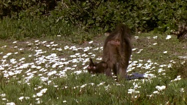 Baby baboon runs to join mother, climbs onto mother and clings to her belly fur. Mother wlks away carrying baby.