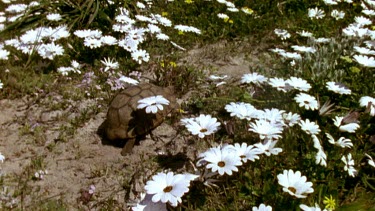 Jib up from tortoise walking in field of wild Cape daisies to Table Mountain and Cape Town in BG