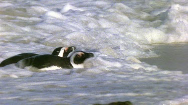 Three pengiuns waddle ashore