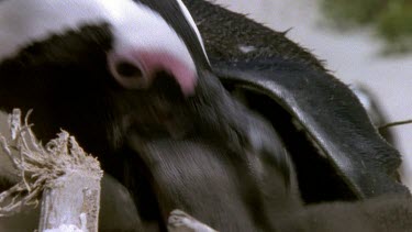 Parent feeding hatchling regurgitated fish. Chick sticks head right down parents beak.