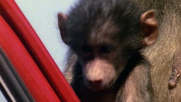 Baby baboon suckling at mouthers teat. The baboons are sitting on a car and the side of the car is in frame.