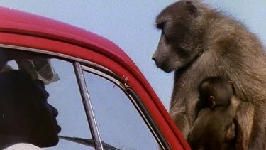 Man in car, baboon sitting on car. They look at each other