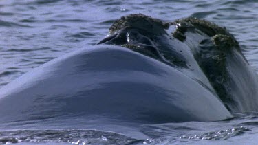 Southern Right Whale at surface, submerging. See barnacles around blowhole