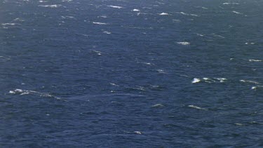 Southern Right Whale breaching