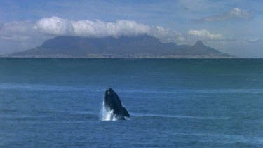 Whale breaches and backflips, Table Moutain in bg