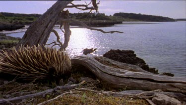 Echidna walking slowly in fg with lagoon in bg