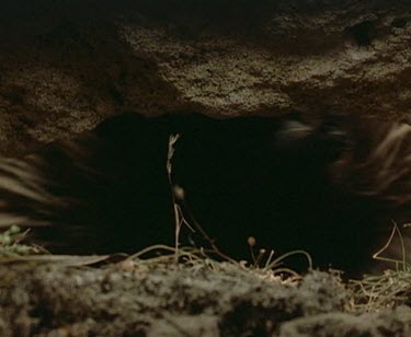 Echidna lifts rock to forage for insects