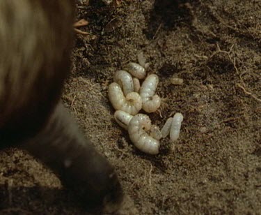 Echidna eating grubs larvae