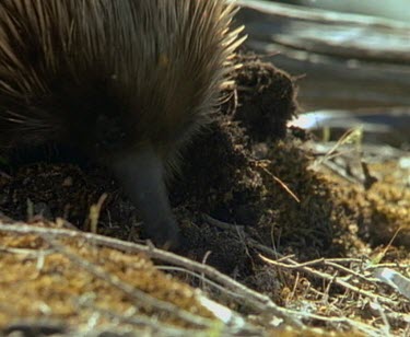 Echidna foraging on ground.