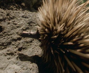 Echidna walking, ecu quills