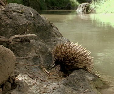 Echidna walking. Leaving rock pool.