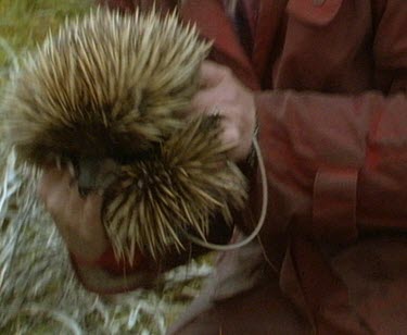 Scientist holding echidna gently. Echidna has rolled up into tight defesive ball.