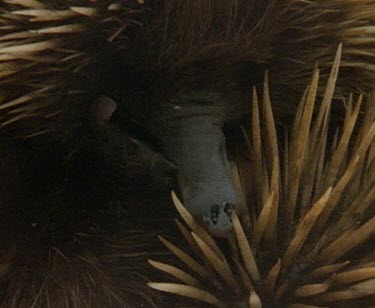 Echidna face, echidna rolled up in tight defensive ball.