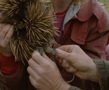 Fitting transmitter to echidna so it's movements can be studied.