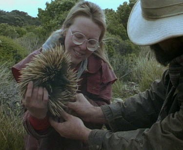 Fitting transmitter to echidna so it's movements can be studied.