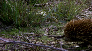 Echidna walking off screen left.