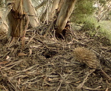 HA. Echidna walks towards it's burrow.