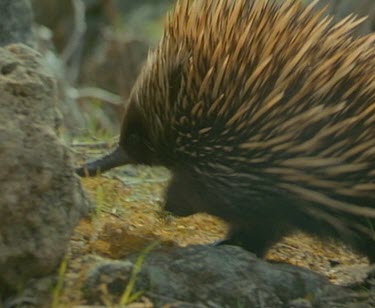 CU Echidna walking.