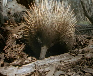 Echidna foraging on dead log.