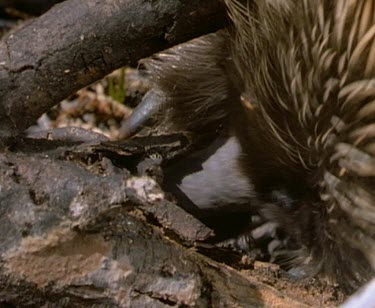 Echidna foraging on dead log. Using beak to break log in search of termites.