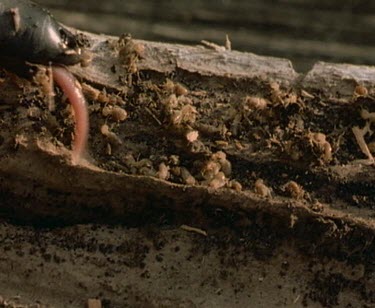 Long thin Echidna tongue darting out to scoop up termites on log.