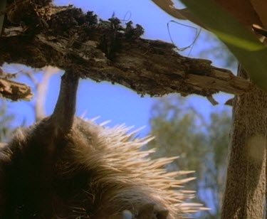 LA. Using beak and claws to break bark of log to search for termites.