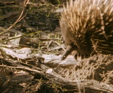 Echidna sniffing second echidna