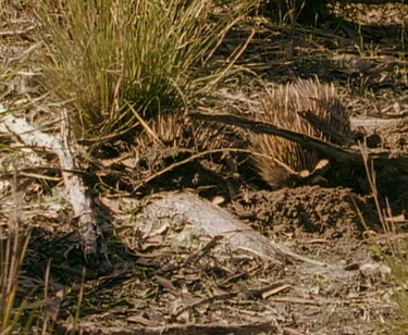 Two echidnas in train.