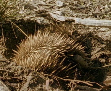 Echidna digging near second echidna