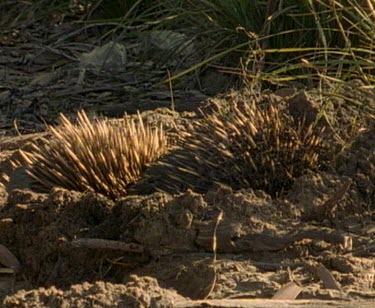Two echidnas in mating rut. One leaves.
