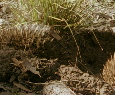 Echidna leaving mating rut
