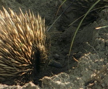 Echidna left in mating rut.