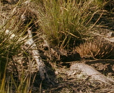 Echidna leaving mating rut